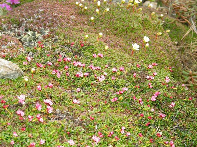 Alpine flowers3.JPG